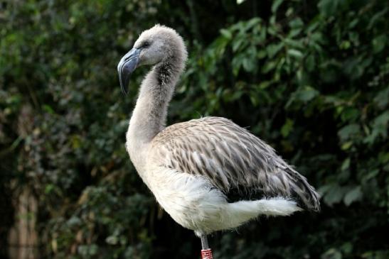 Chileflamingo Zoo Frankfurt am Main 2011 - 2012