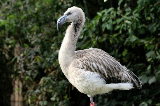 Chileflamingo Zoo Frankfurt am Main 2011 - 2012