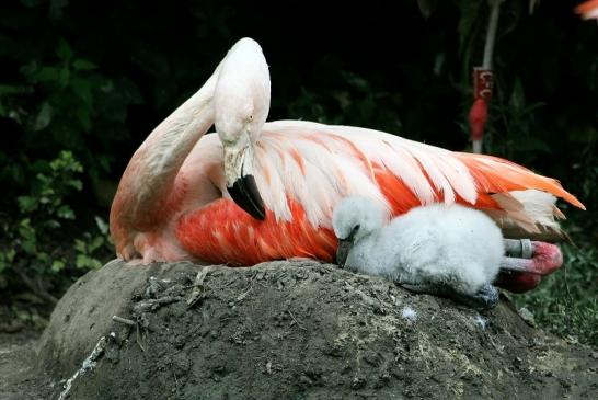 Chileflamingo Zoo Frankfurt am Main 2011 - 2012