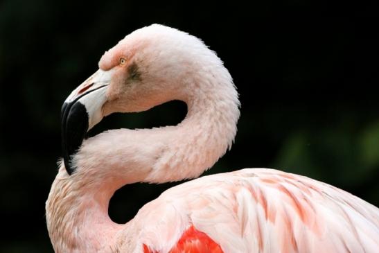 Chileflamingo Zoo Frankfurt am Main 2011 - 2012