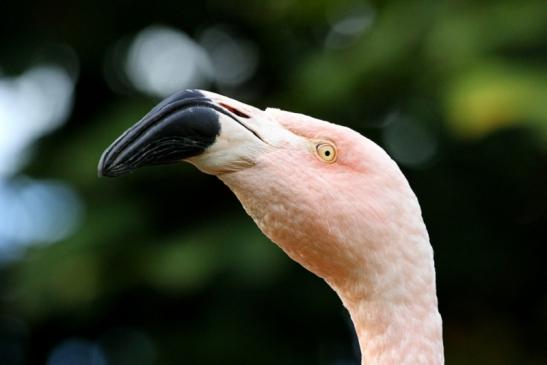 Chileflamingo Zoo Frankfurt am Main 2011 - 2012