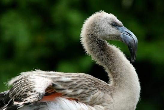 Chileflamingo Zoo Frankfurt am Main 2011 - 2012