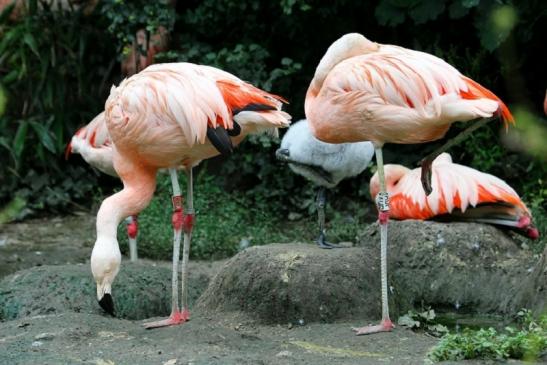 Chileflamingo Zoo Frankfurt am Main 2011 - 2012