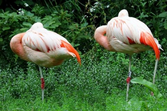 Chileflamingo Zoo Frankfurt am Main 2011 - 2012