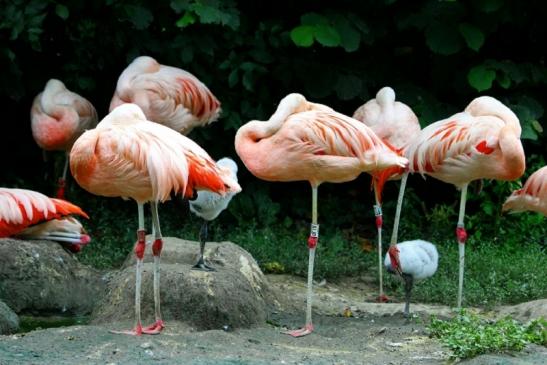 Chileflamingo Zoo Frankfurt am Main 2011 - 2012