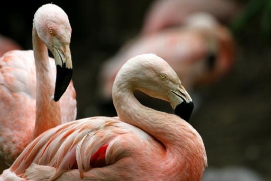 Chileflamingo Zoo Frankfurt am Main 2011 - 2012