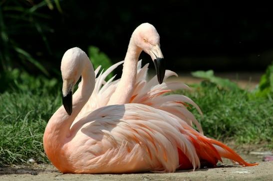 Chileflamingo Zoo Frankfurt am Main 2017