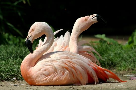 Chileflamingo Zoo Frankfurt am Main 2017