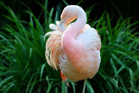 Chileflamingo Zoo Frankfurt am Main 2017