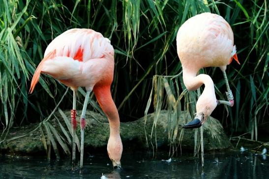 Chileflamingo Zoo Frankfurt am Main 2017