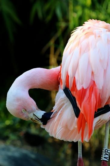 Chileflamingo Zoo Frankfurt am Main 2017