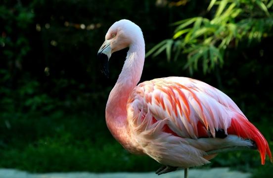 Chileflamingo Zoo Frankfurt am Main 2017