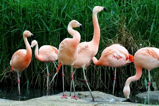 Chileflamingo Zoo Frankfurt am Main 2017