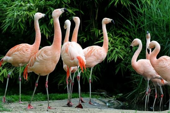 Chileflamingo Zoo Frankfurt am Main 2017