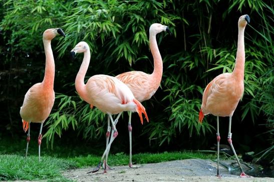 Chileflamingo Zoo Frankfurt am Main 2017