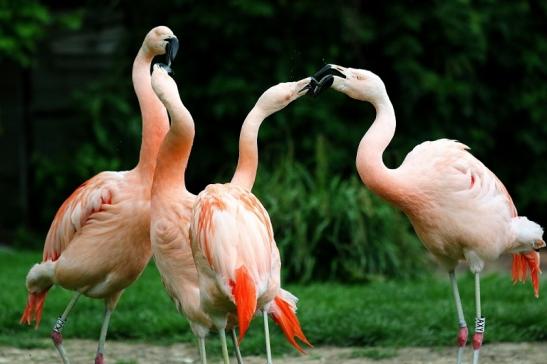 Chileflamingo Zoo Frankfurt am Main 2017