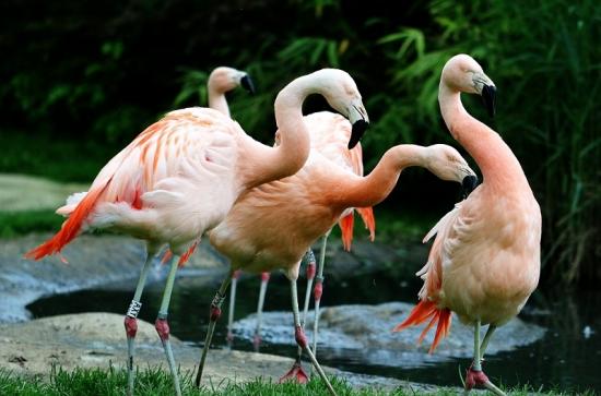 Chileflamingo Zoo Frankfurt am Main 2017