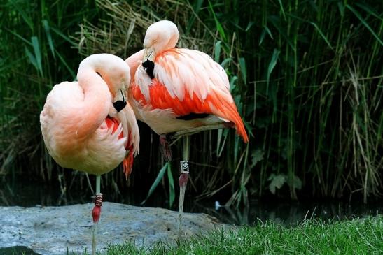 Chileflamingo Zoo Frankfurt am Main 2017