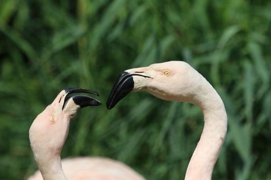 Chileflamingo Zoo Frankfurt am Main 2017