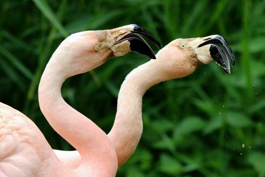 Chileflamingo Zoo Frankfurt am Main 2018