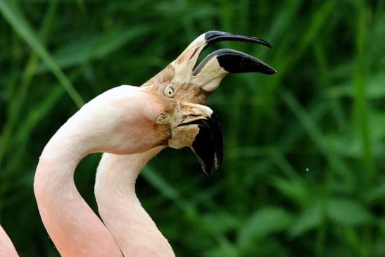 Chileflamingo Zoo Frankfurt am Main 2018