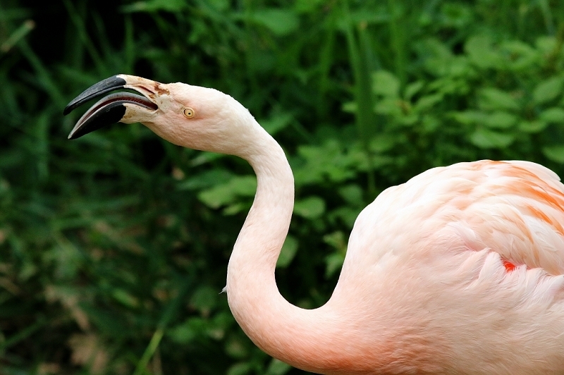 Chileflamingo Zoo Frankfurt am Main 2018