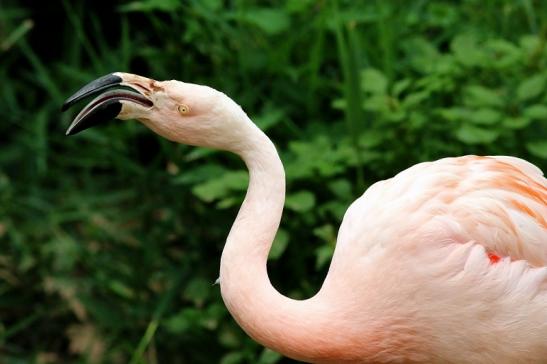 Chileflamingo Zoo Frankfurt am Main 2018
