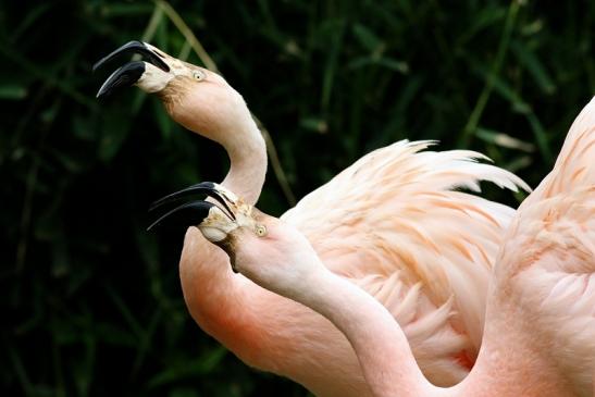 Chileflamingo Zoo Frankfurt am Main 2018