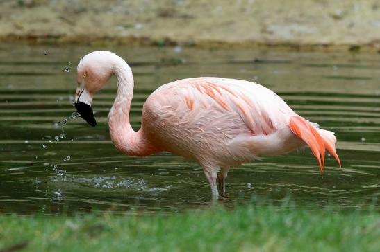 Chileflamingo Zoo Frankfurt am Main 2018