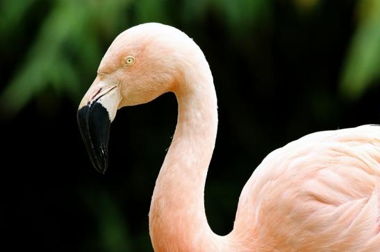 Chileflamingo Zoo Frankfurt am Main 2018