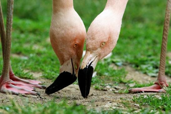 Chileflamingo Zoo Frankfurt am Main 2018