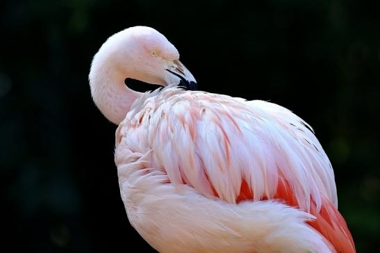 Chileflamingo Zoo Frankfurt am Main 2018