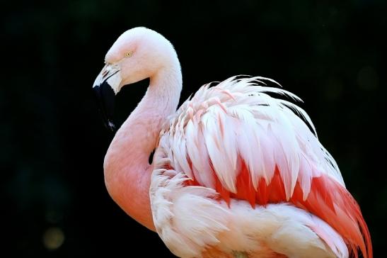 Chileflamingo Zoo Frankfurt am Main 2018