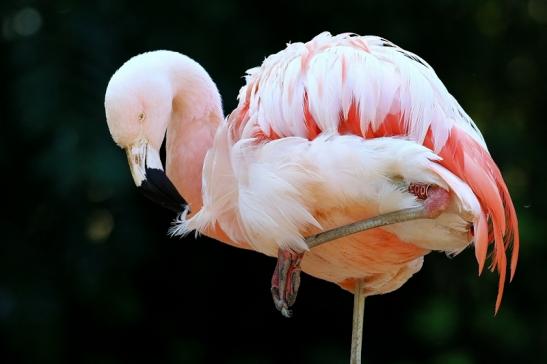 Chileflamingo Zoo Frankfurt am Main 2018