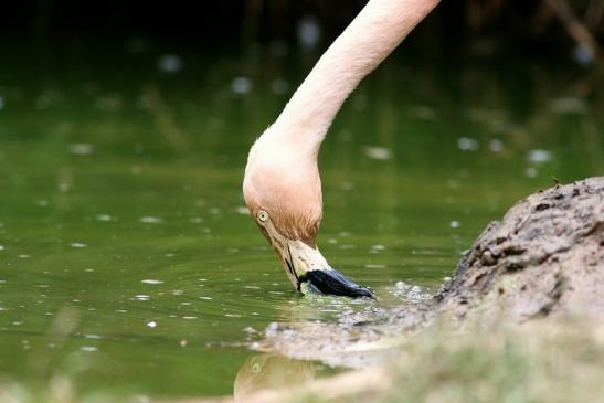 Chileflamingo Zoo Frankfurt am Main 2018