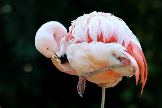 Chileflamingo Zoo Frankfurt am Main 2018