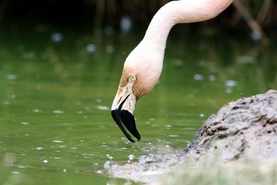 Chileflamingo Zoo Frankfurt am Main 2018