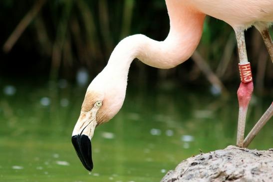 Chileflamingo Zoo Frankfurt am Main 2018