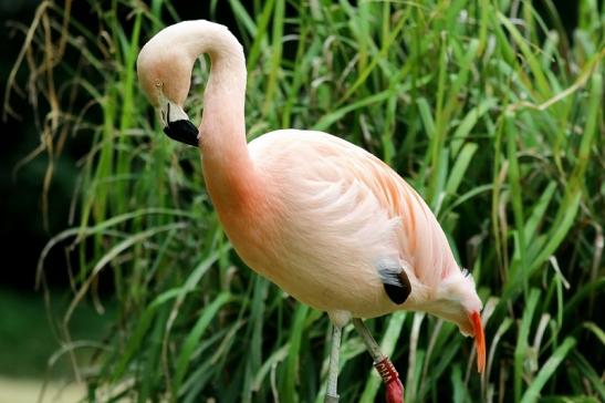 Chileflamingo Zoo Frankfurt am Main 2018