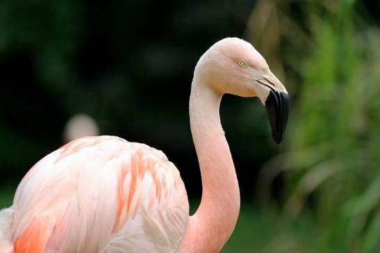 Chileflamingo Zoo Frankfurt am Main 2018