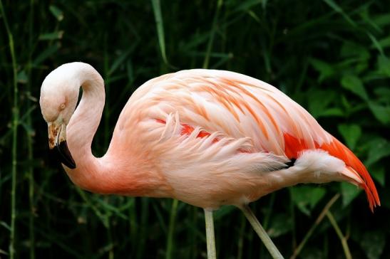 Chileflamingo Zoo Frankfurt am Main 2018