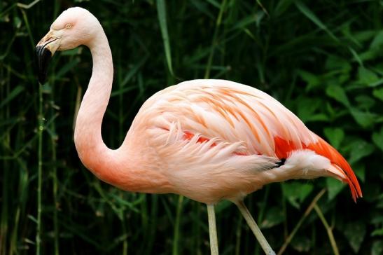 Chileflamingo Zoo Frankfurt am Main 2018