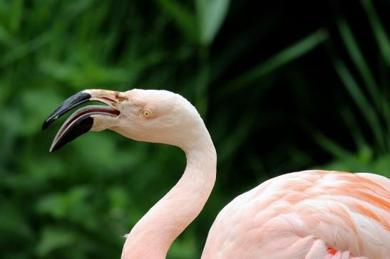 Chileflamingo Zoo Frankfurt am Main 2018