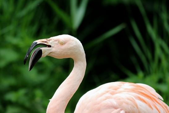 Chileflamingo Zoo Frankfurt am Main 2018