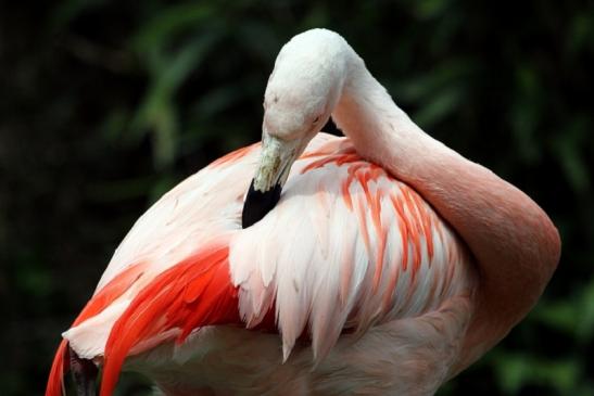 Chileflamingo Zoo Frankfurt am Main 2013