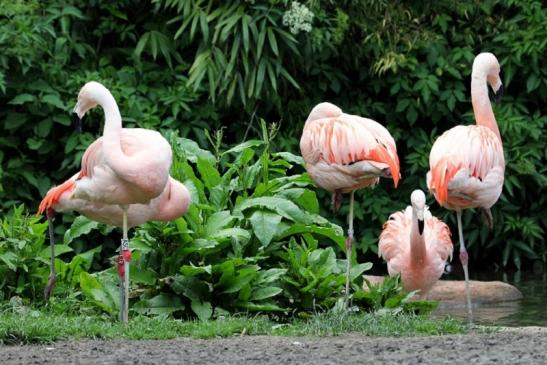 Chileflamingo Zoo Frankfurt am Main 2013