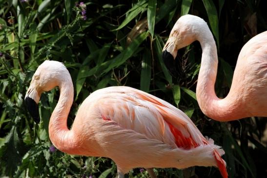 Chileflamingo Zoo Frankfurt am Main 2013