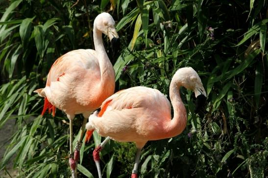 Chileflamingo Zoo Frankfurt am Main 2013