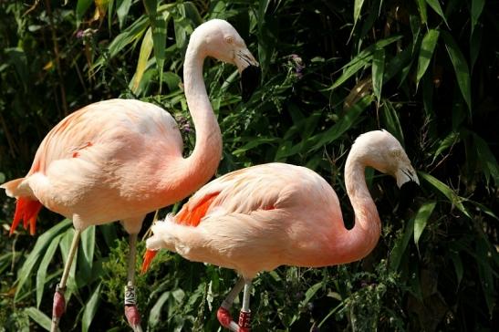 Chileflamingo Zoo Frankfurt am Main 2013