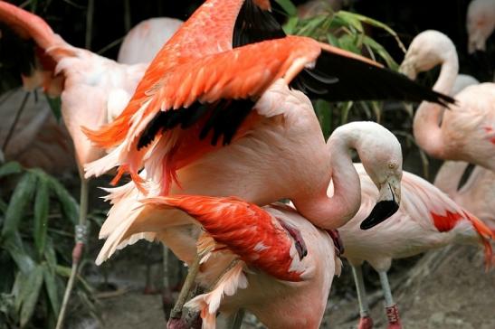 Chileflamingo Zoo Frankfurt am Main 2013